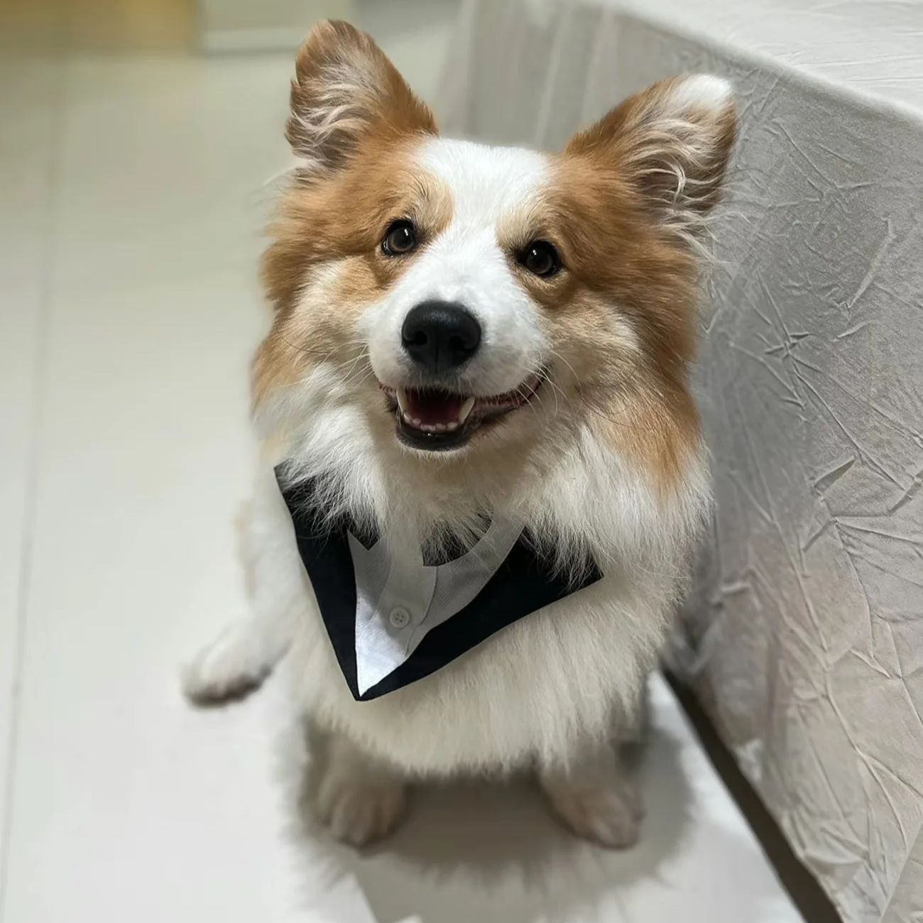 Одежда для собак: модный празд – обзор и цена Suit Supply Wedding Party
